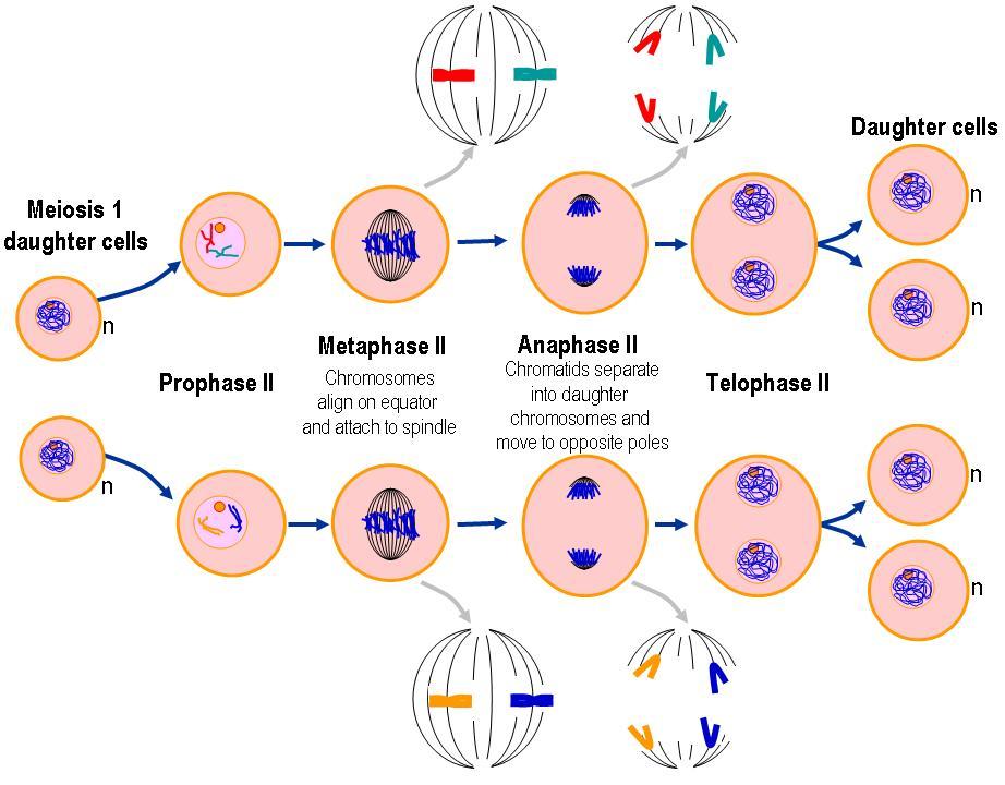 mitosis and meiosis gcse worksheet